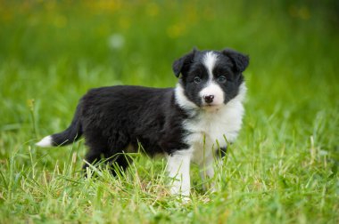 Bahar otlağında bir çoban köpeği