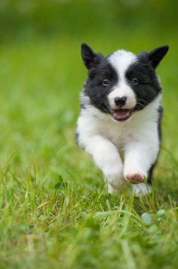 Bahar otlağında bir çoban köpeği