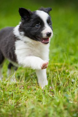 Bahar otlağında bir çoban köpeği