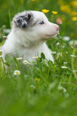 Bahar otlağında bir çoban köpeği