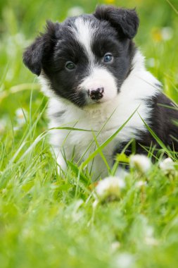 Bahar otlağında bir çoban köpeği