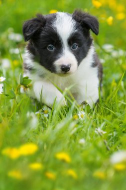 Border collie köpek yavrusu yaz çayırında