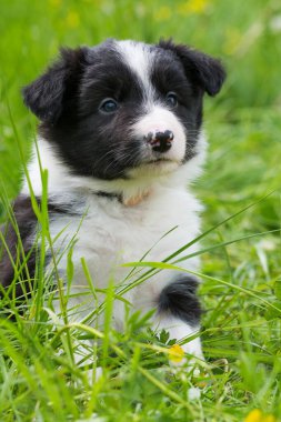Bahar otlağında bir çoban köpeği