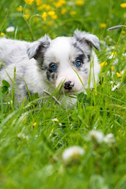 Bahar otlağında bir çoban köpeği