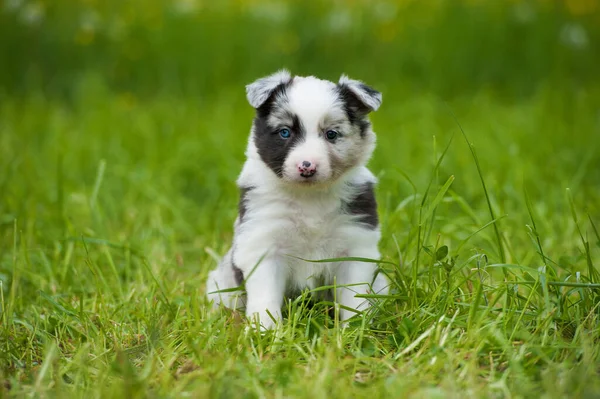 Collie Perro Fronterizo Prado Primavera —  Fotos de Stock