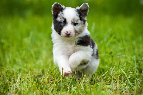 Collie Perro Fronterizo Prado Primavera —  Fotos de Stock