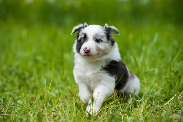 Border Collie Dog Wiosennej Łące — Zdjęcie stockowe