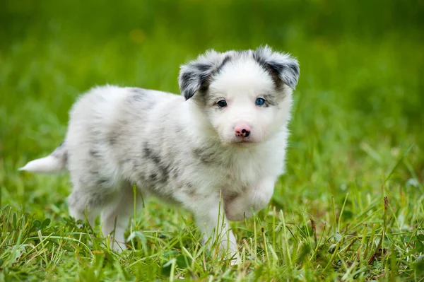 Cão Collie Borda Prado Primavera — Fotografia de Stock