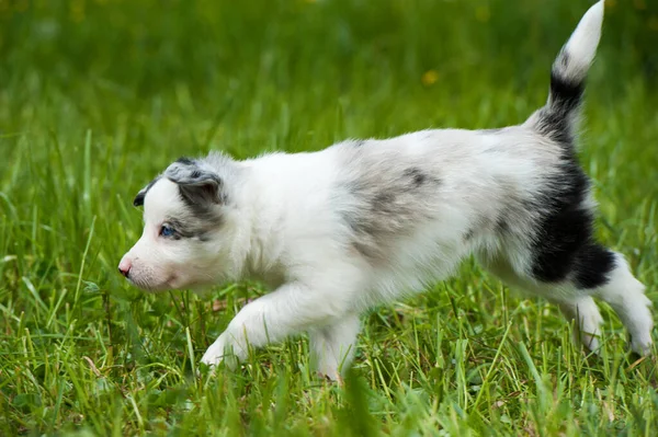 Border Collie Hund Auf Einer Frühlingswiese — Stockfoto