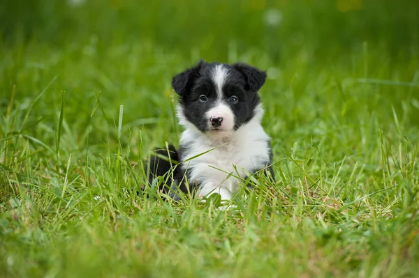Border Collie Hund Auf Einer Frühlingswiese — Stockfoto