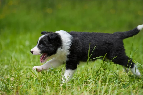 春の牧草地でのボーダーコリー犬 — ストック写真