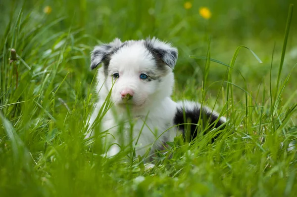 Confine Cane Collie Prato Primaverile — Foto Stock