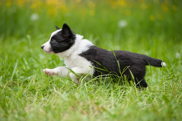 春の牧草地でのボーダーコリー犬 — ストック写真