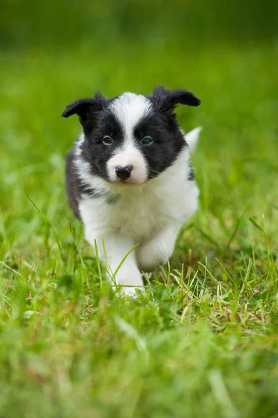 Border Collie Dog Egy Tavaszi Réten — Stock Fotó