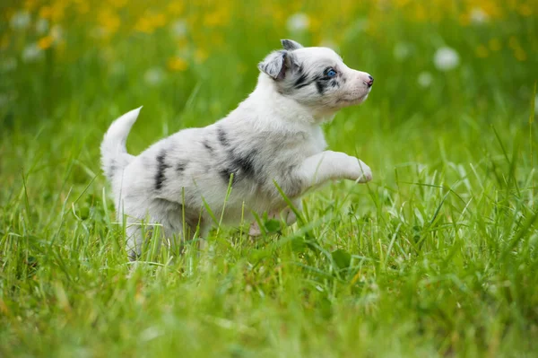 Прикордонна Колі Собака Весняному Лузі — стокове фото