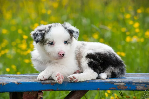 Border Collie Hund Auf Einer Gartenbank — Stockfoto