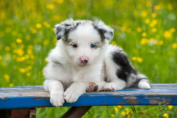 庭のベンチにあるボーダーコリー犬 — ストック写真