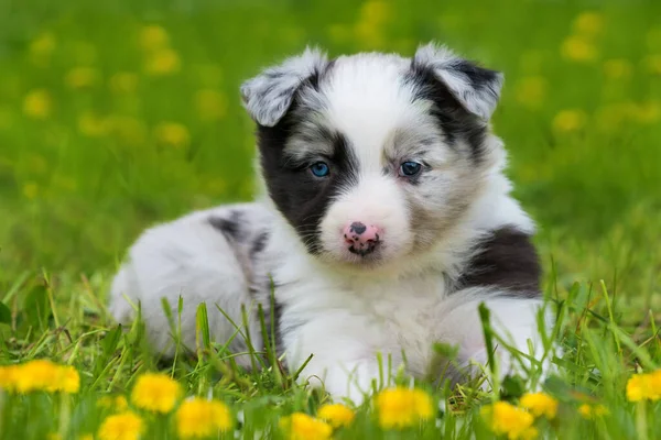 春の牧草地でのボーダーコリー犬 — ストック写真