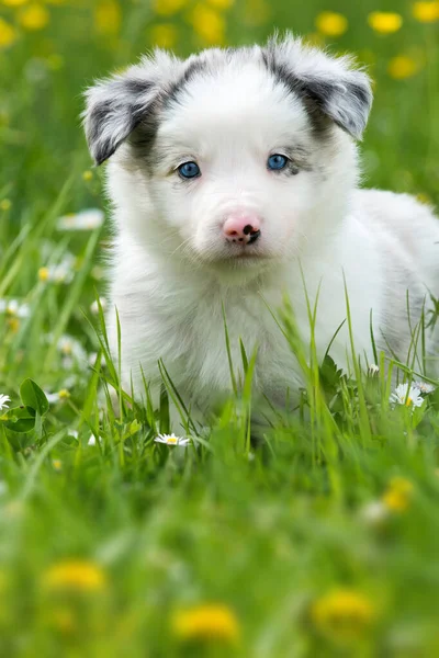 Anjing Penjaga Perbatasan Padang Rumput Musim Panas — Stok Foto