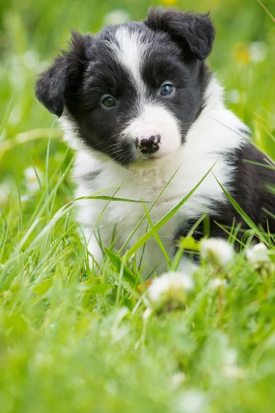 Cão Collie Borda Prado Primavera — Fotografia de Stock