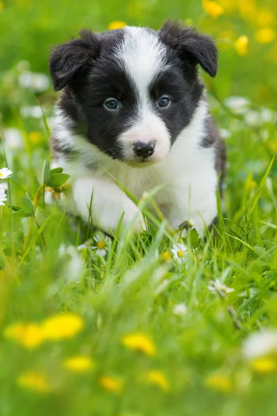 Border Collie Welpe Auf Einer Sommerwiese — Stockfoto