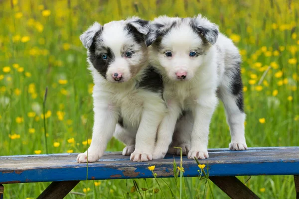 Bahçe Tezgahında Çoban Köpekleri — Stok fotoğraf