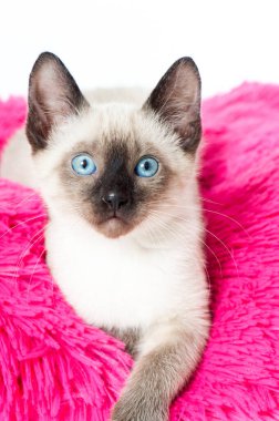 Pembe yastıktaki Siyam kedisi.