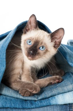 Siyam kedisi eski bir kotla oynuyor