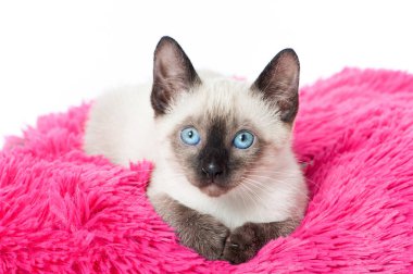 Pembe yastıktaki Siyam kedisi.