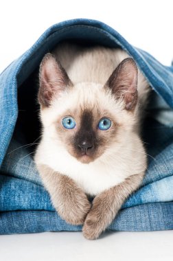 Siyam kedisi eski bir kotla oynuyor