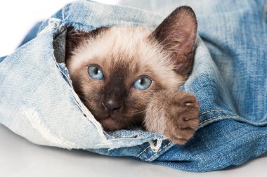 Siyam kedisi eski bir kotla oynuyor