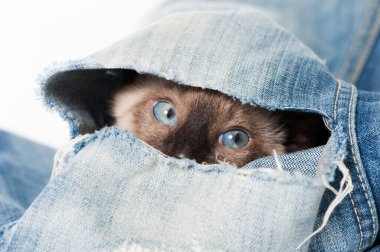 Siyam kedisi eski bir kotla oynuyor