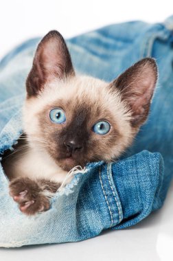 Siyam kedisi eski bir kotla oynuyor