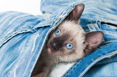 Siyam kedisi eski bir kotla oynuyor