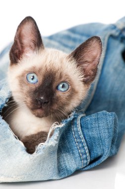 Siyam kedisi eski bir kotla oynuyor