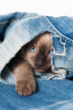 Siyam kedisi eski bir kotla oynuyor