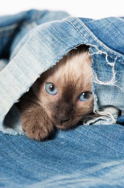 Siyam kedisi eski bir kotla oynuyor