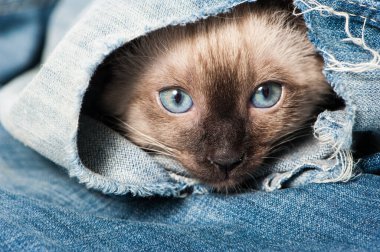 Siyam kedisi eski bir kotla oynuyor