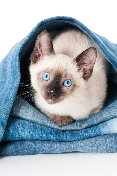 Siamés Gatito Juega Con Viejo Jeans —  Fotos de Stock