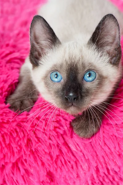 Siamese Kitten Pink Pillow — Stock Photo, Image