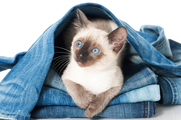 Siamés Gatito Juega Con Viejo Jeans —  Fotos de Stock