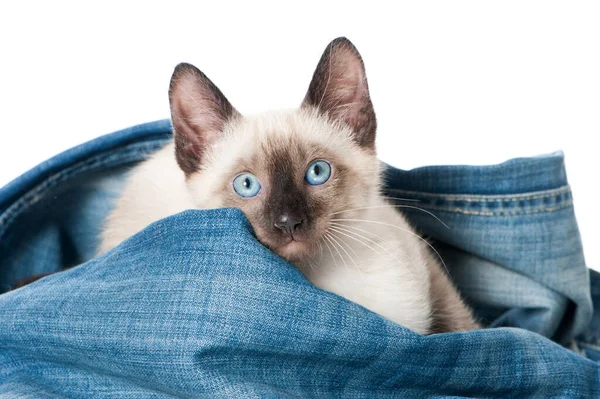 Siyam kedisi eski bir kotla oynuyor