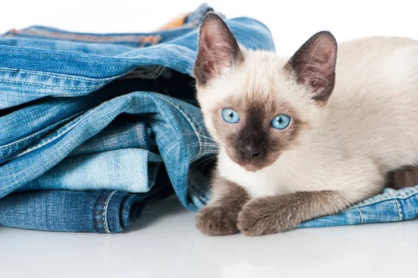 Siyam kedisi eski bir kotla oynuyor