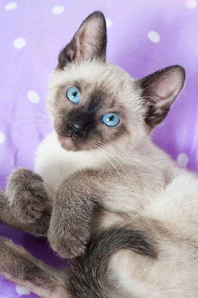 Siamese Kitten Purple Pillow — Stock Photo, Image