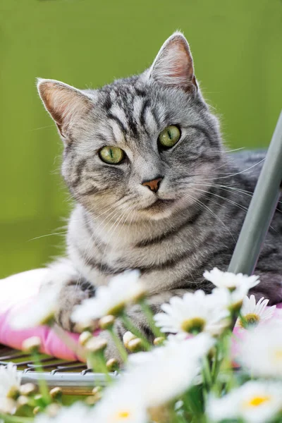 Kucing Domestik Berbaring Kursi — Stok Foto