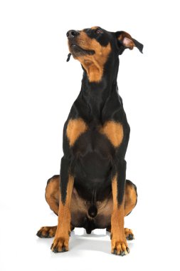 Alman pinscher köpeği beyaz üzerine izole edilmiş.
