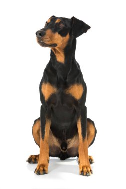 Alman pinscher köpeği beyaz üzerine izole edilmiş.