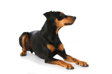 Alman pinscher köpeği beyaz üzerine izole edilmiş.