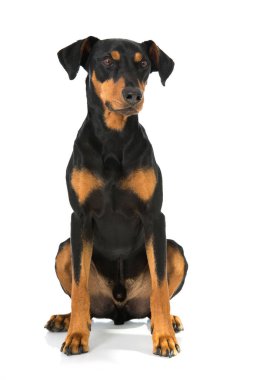 Alman pinscher köpeği beyaz üzerine izole edilmiş.
