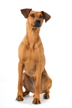 Alman pinscher köpeği beyaz üzerine izole edilmiş.